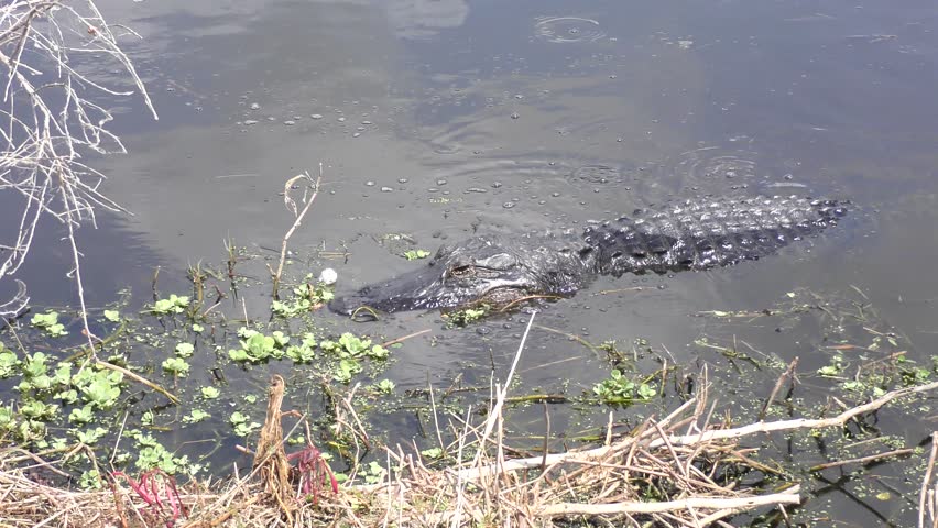 Alligator and snake fighting image - Free stock photo - Public Domain ...