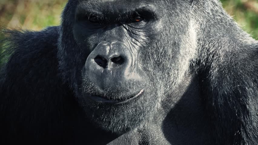 Gorilla Eating Closeup | Shutterstock HD Video #25185356