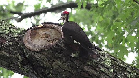 Close-up of Pileated woodpecker eating on a maple tree