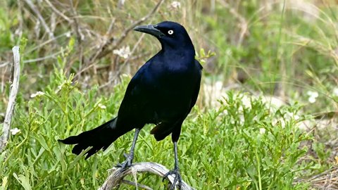 Great-tailed Grackle 4K