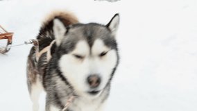 Dog Siberian Husky (Husky) barking. Anxiety and restlessness Video footage. Winter nature background. Close up