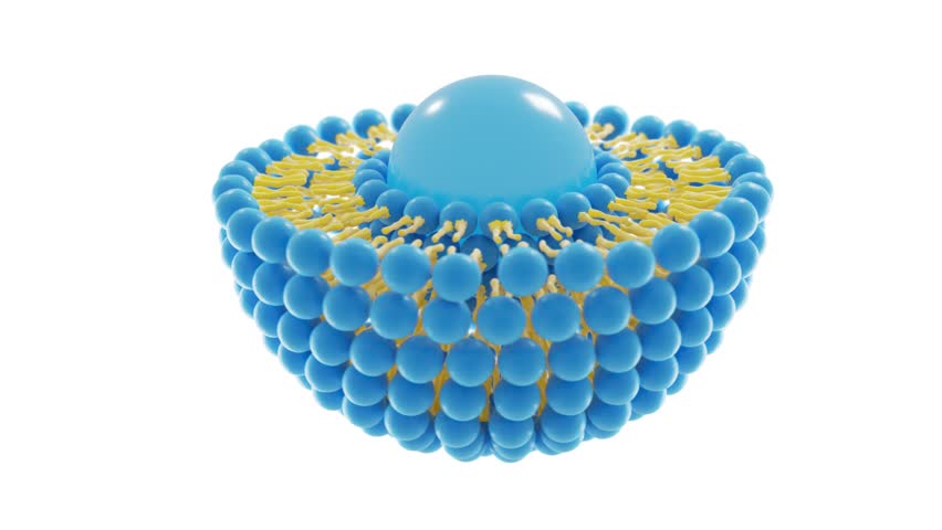 Medical 3D animation of liposome bi-layer structure Royalty-Free Stock Footage #25191131