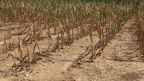 Field of corn dried up and damaged from severe drought conditions and heat in the Midwest United States.