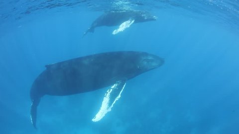 Humpback whales (Megaptera novaeangliae) swim in the Caribbean Sea. These massive baleen cetaceans migrate long distances each year from cold feeding grounds to warm breeding and calving grounds.