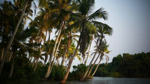 Palm tree and sky sunset Kerala India