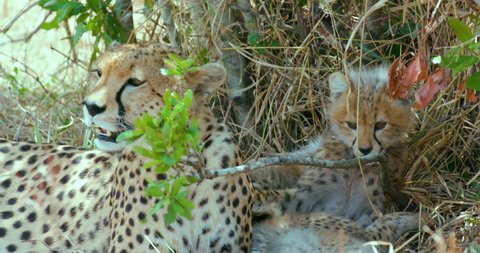 Female Cheetah & Cubs; Maasai Mara Kenya Africa