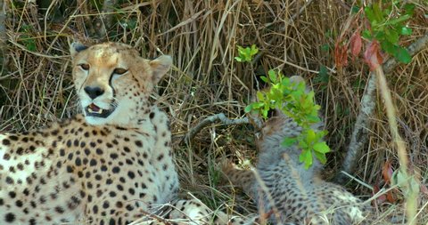 Female Cheetah & Cub; Maasai Mara Kenya Africa