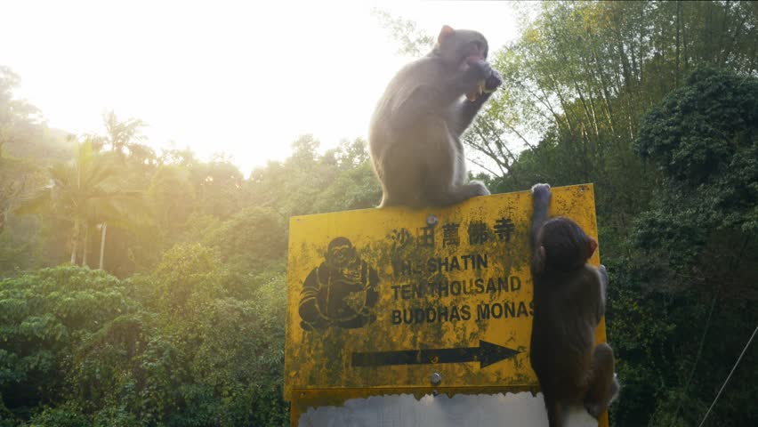 Monkey Sitting on a Road Sign and Eating an Apple