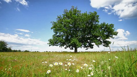 1920x1080 hidef, hdv - Lone oak tree on a summer meadow
