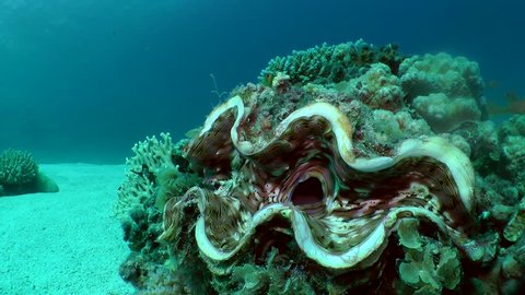 Very large Giant Clam (Tridacna gigas) against the background of the bottom and blue water column, medium shot.