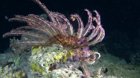Sawtoothed Feather star (crinoid) folds its tentacles in the beam of light, medium shot.