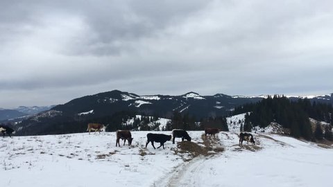 cows in winter mountains. many winter cows. Row with cows in winter. 