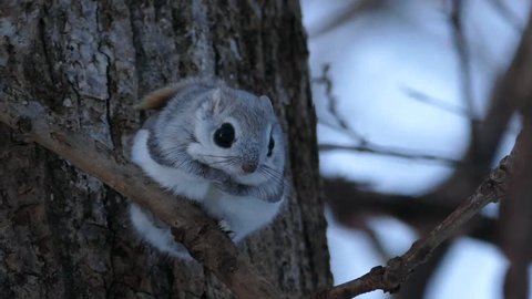 The big eyes and cute face momonga that came out of the nest hole. 
/ Photographed in Japan's Hokkaido on March 25, 2017 /
Popular small animals living in the northern part of Japan.