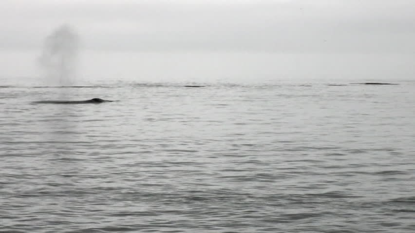 Whale dives into the water of Pacific Ocean in Alaska. Amazing landscapes. Beautiful rest and tourism in a cool climate. Unique picture of nature in America.