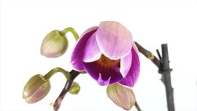 HD video of orchid flower is blossoming timelapse on white background.
