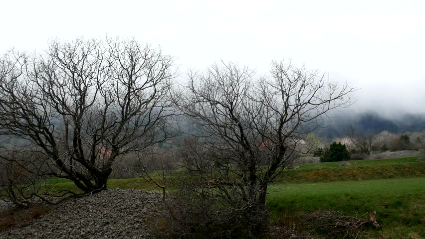 Thick Fog in the Forest 스톡 동영상 비디오(100% 로열티 프리) 25220141 | Shutterstock
