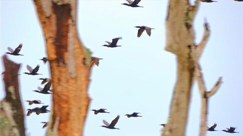 Slow motion video of flying ducks in Sri Lanka wild nature of Yala national park