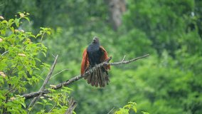 Male bird Green-billed Coucal demonstrates its wings and feathers of plumage in breeding season attracting female mate in wild nature of Sri Lanka. Slow motion wildlife video