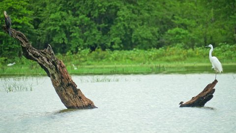 Indian Darter and White Egret birds in wild nature of Sri Lanka national park. Beautiful landscape of protected wildlife