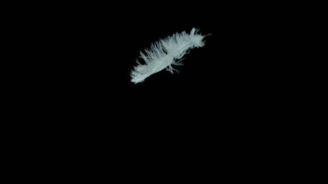 Feather (feathers) Falling Background for different events and projects!!!!!
