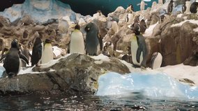 Group of king penguins,  full hd slow motion clip