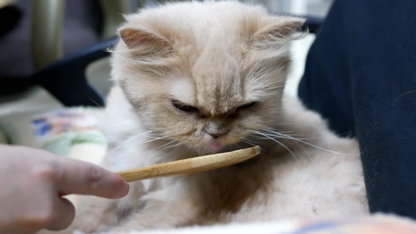 White Cat Yawns in a Stock Footage Video (100% Royalty-free 