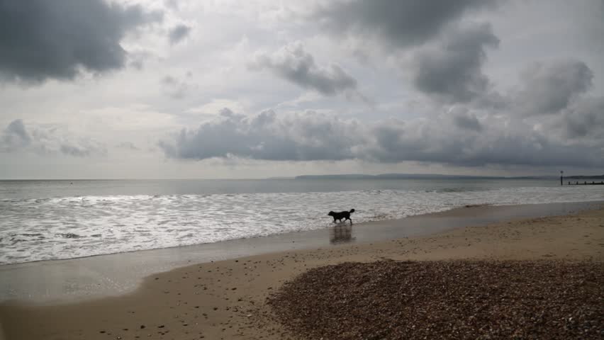 Dog running toward sea waves and back on beach under dark clouds sky