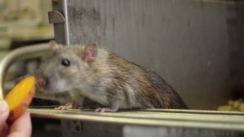 scientist feeding grey rats with carrot