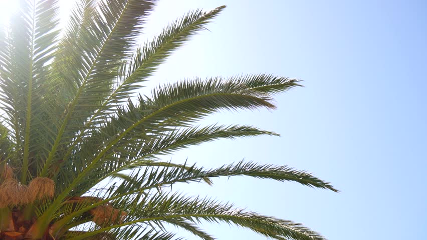 A branch of a palm tree close-up. Date tree in Montenegro. | Shutterstock HD Video #25235537