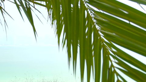 Exotic Beach. Palm trees. Palm tree details. sea. ocean. exotic. travel. holliday