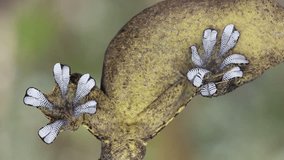 Turnip tailed gecko (Thecadactylus solimoensis) Underside of sticky feet viewed while climbing on glass - Powered by Shutterstock - Get 15% off with code: PIKWIZARD15