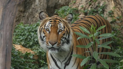 Scary looking male royal bengal tiger staring towards of you from inside the jungle