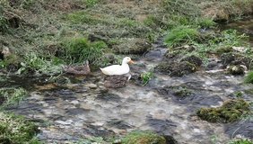 Three wild ducks in a creek