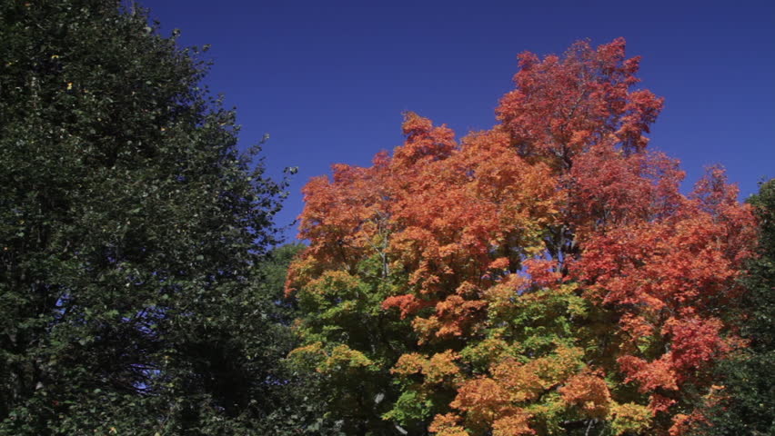 trees starting to change colors on still day