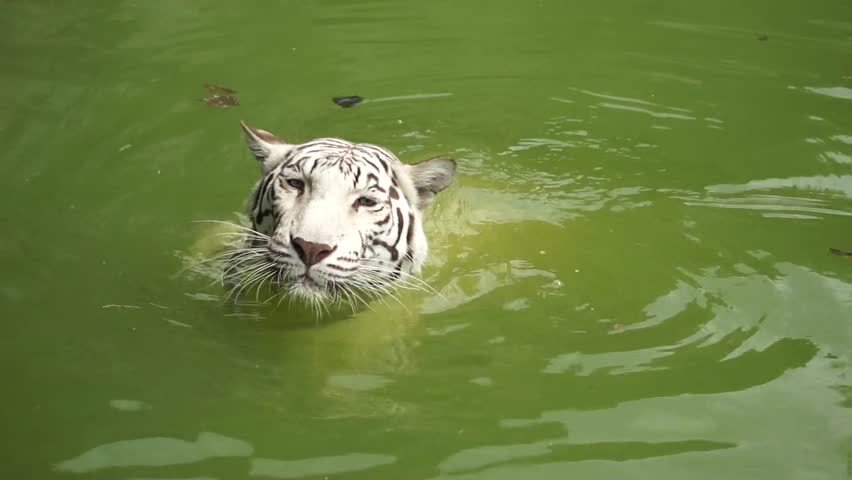 White Tiger swimming