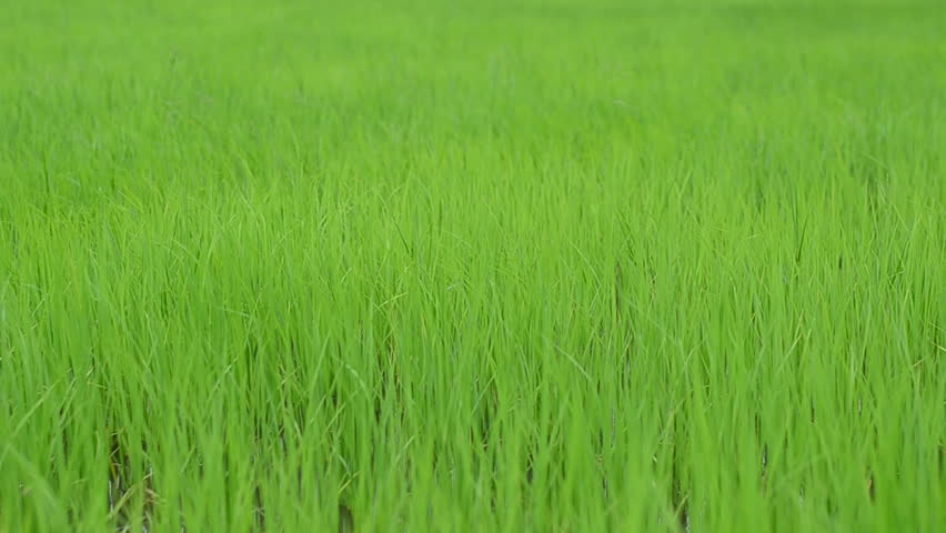 crop of rice in Asia