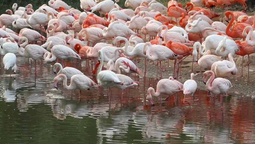 Flamingo flock on lake