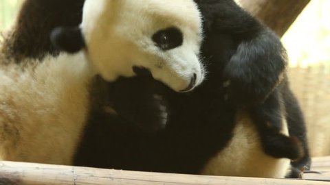 Playful panda cub siblings