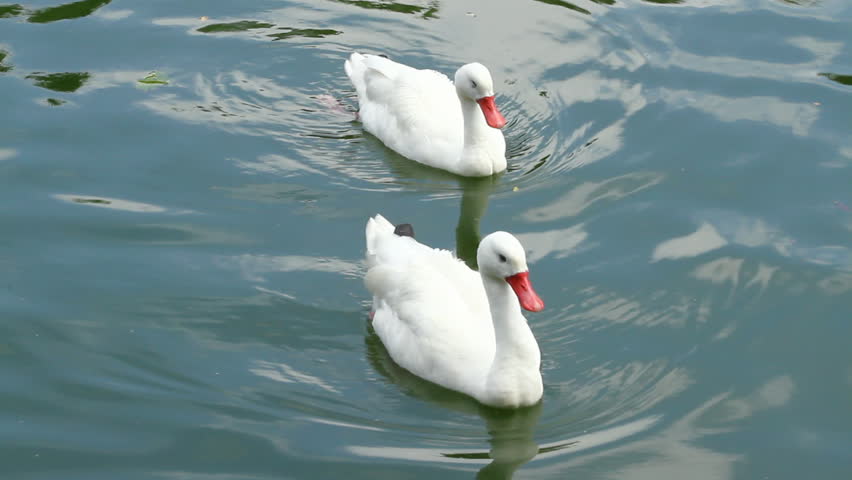 beautiful pair of white swans