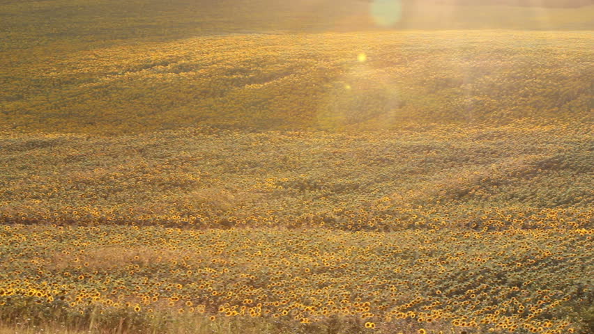 Sunflower field on sunset ...

