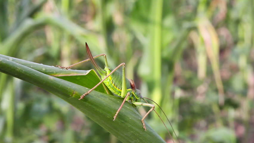 Sword-tail cricket