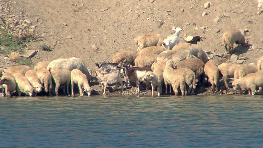 Sheep and goats drinking water ...