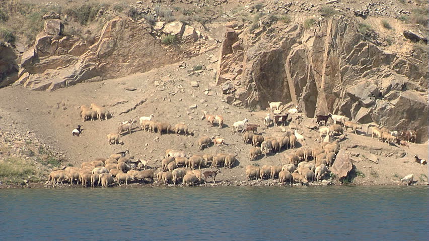 A flock of sheep mixed with goats,going down to drink water ...