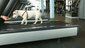 Fitness motivation funny joke. Small dog Jack Russell terrier running on treadmill doing his Cardio workout. Sport club interior background. Cool smart pet. Video footage