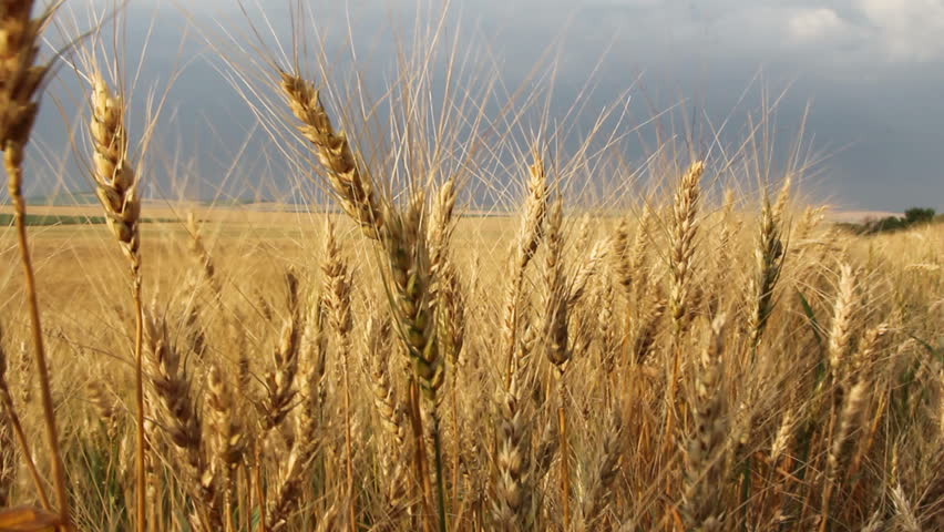 Wheat field in the wind ...