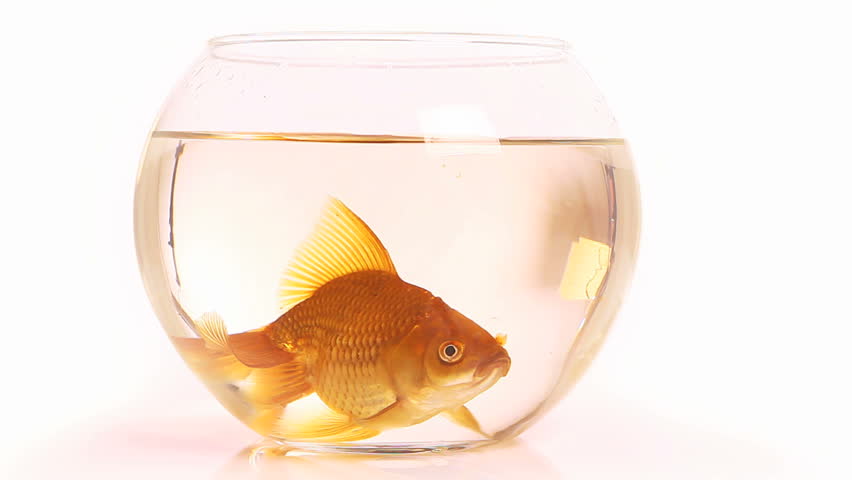 little goldfish swimming slowly in clear fishbowl