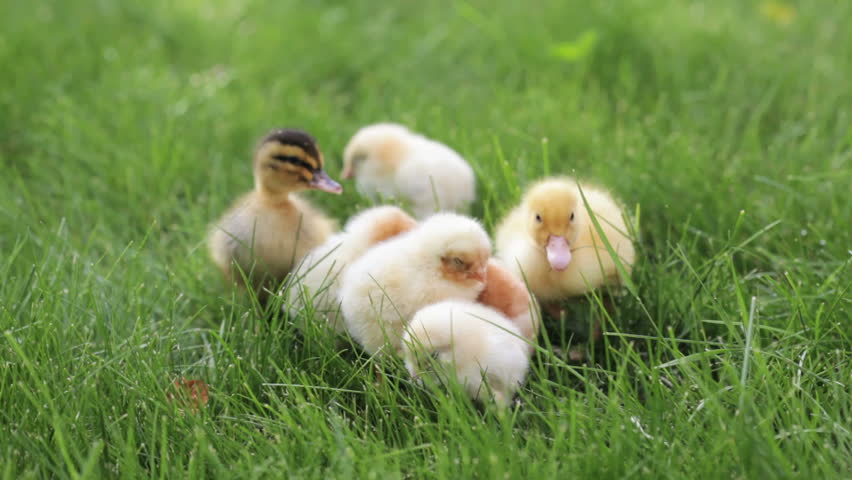  two ducklings and few little chickens in the green grass