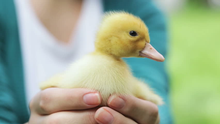 young girl holding little duckling in palms
