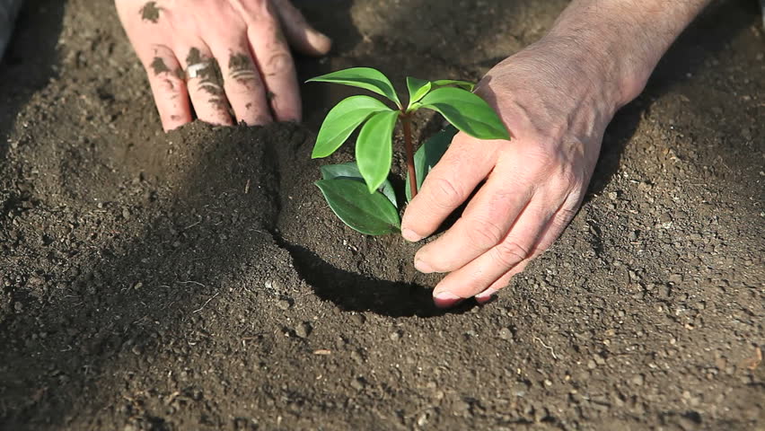 man planting seedling in black soil with hands only