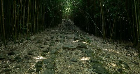 haleakala national park bamboo forest time lapse